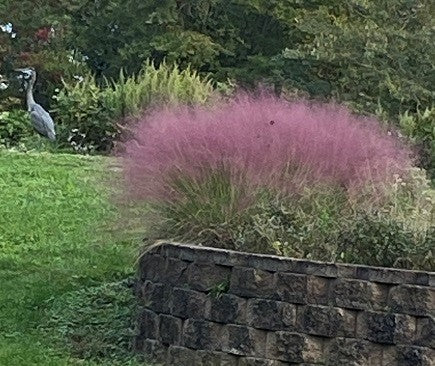 Muhlenbergia capillaris 