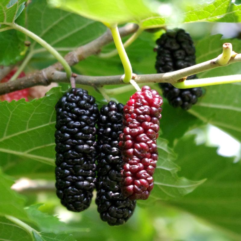 Fruit-Mulberry-Illinois Everbearing 