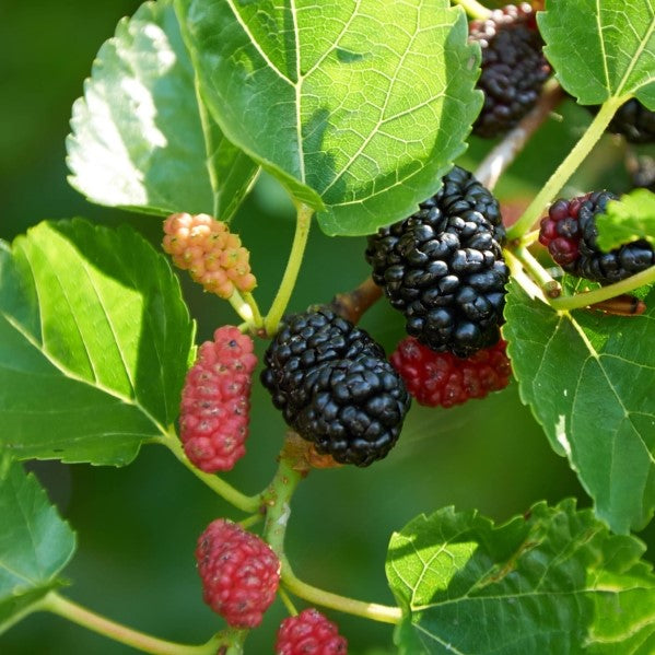 Fruit-Mulberry-Everbearing 