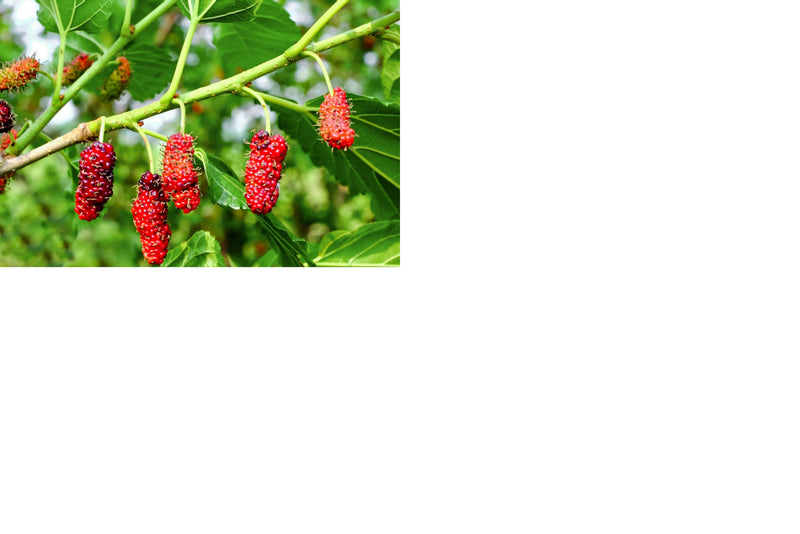 Fruit-Mulberry-Red 