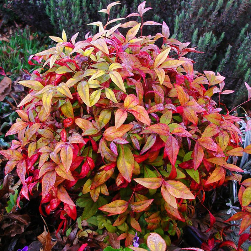 Nandina dom Firepower Dwarf 