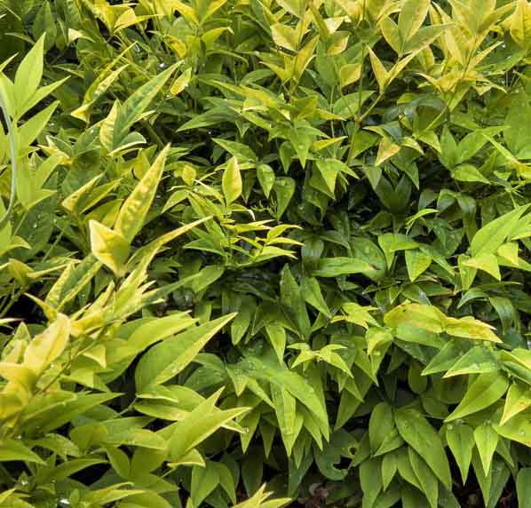 Nandina dom Lemon Lime 