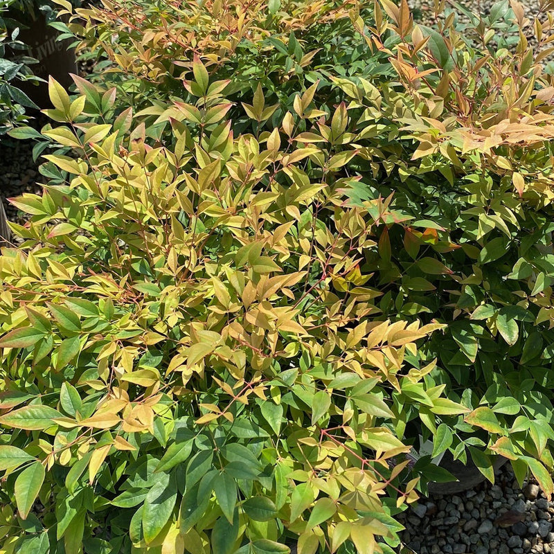 Nandina dom Sunray 