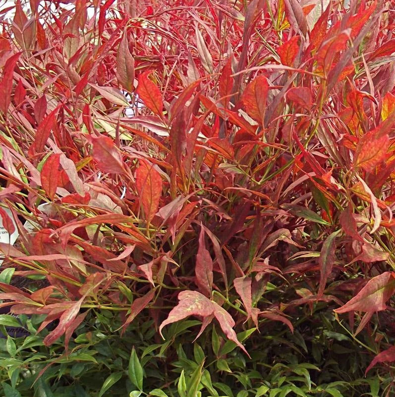 Nandina dom Tuscan Flame 