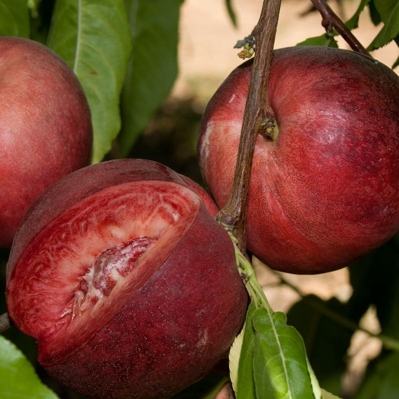 Fruit-Nectarine-Arctic Glo Dwarf 