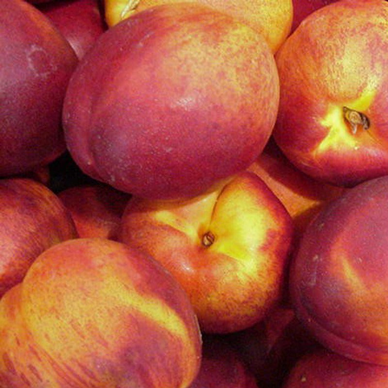 Fruit-Nectarine-Redgold Dwarf 