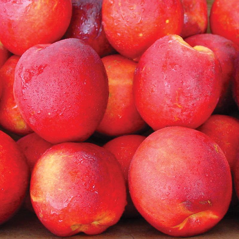 Fruit-Nectarine-Sunglo dwf 