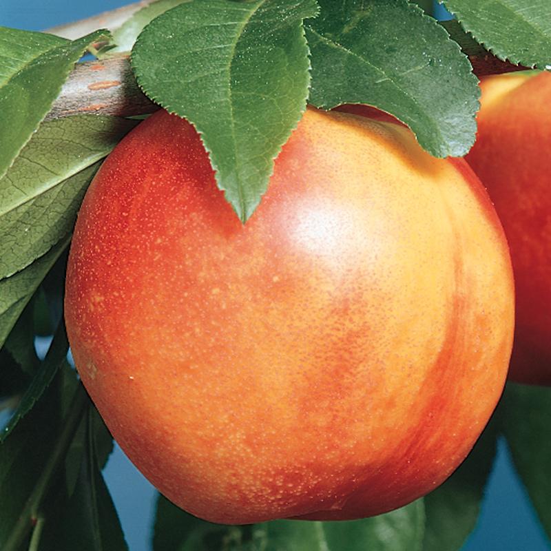 Fruit-Nectarine-Mericrest Dwarf 