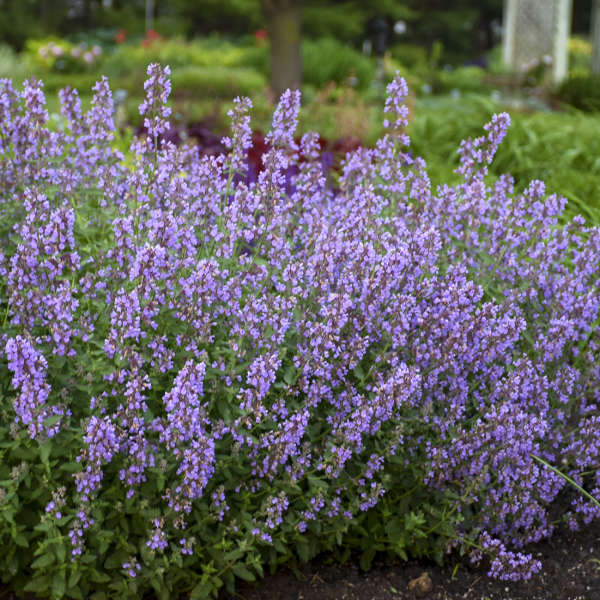 Nepeta Cat&