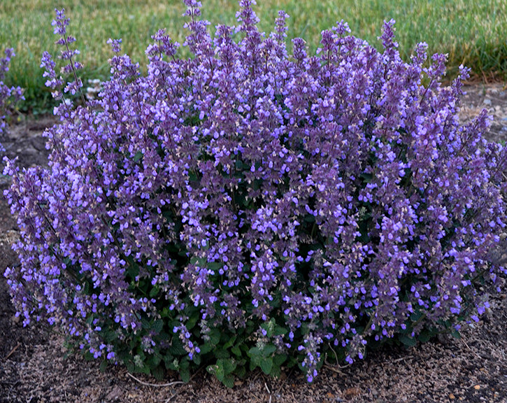 Nepeta Cat&