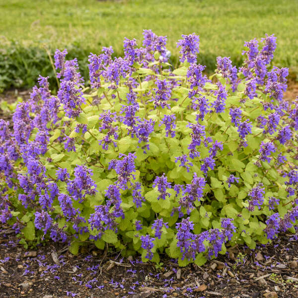 Nepeta Chartreuse on the Loose 1 qt