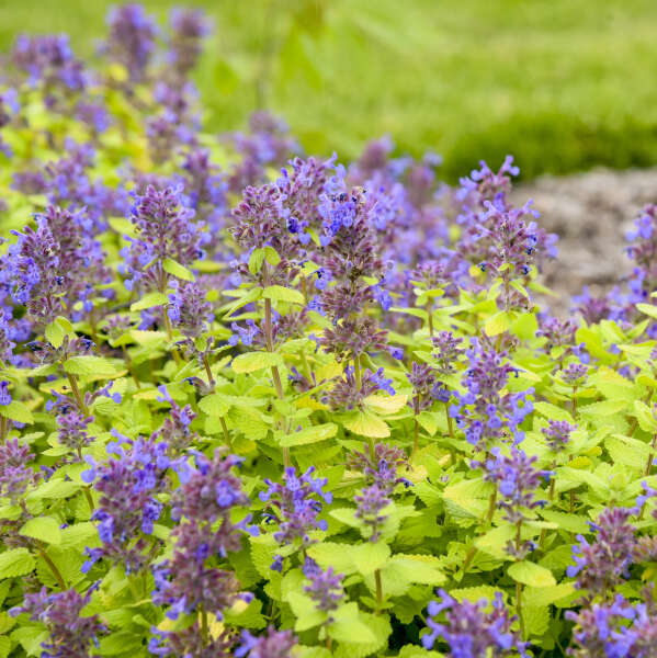 Nepeta Lemon Purrfection PW