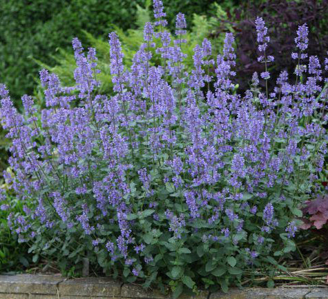 Nepeta Summer Magic 