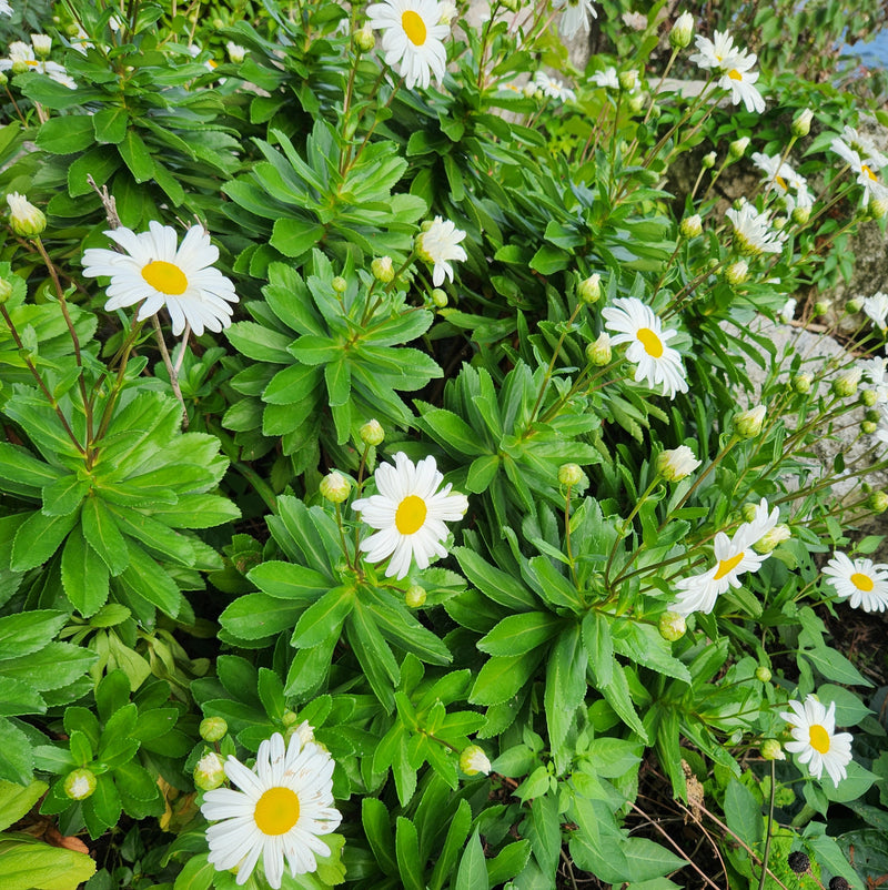 Nipponanthemum nipponicum 