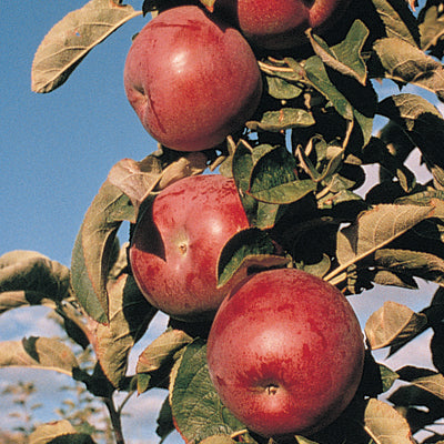 Fruit-Apple-Colonnade Northpole 