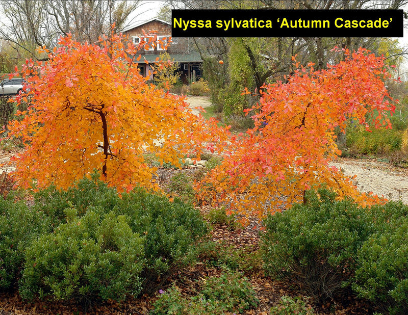 Nyssa s Autumn Cascade 