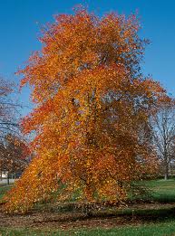 Nyssa s Wildfire 2"