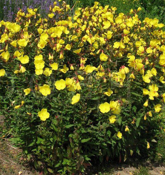 Oenothera f Fireworks 