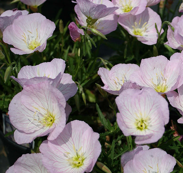 Oenothera Siskiyou 1 qt