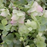 Origanum Kent Beauty 