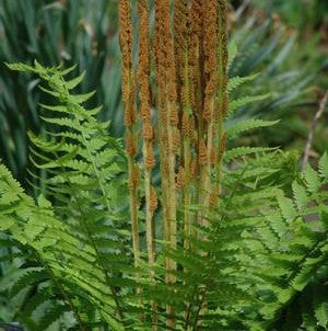 Fern-Osmunda cinnamomea 