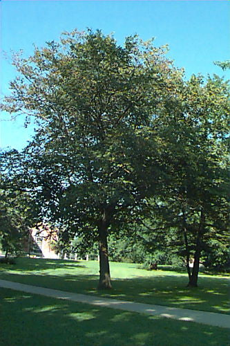 Ostraya virginiana 