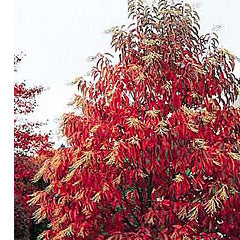 Oxydendrum arboreum 