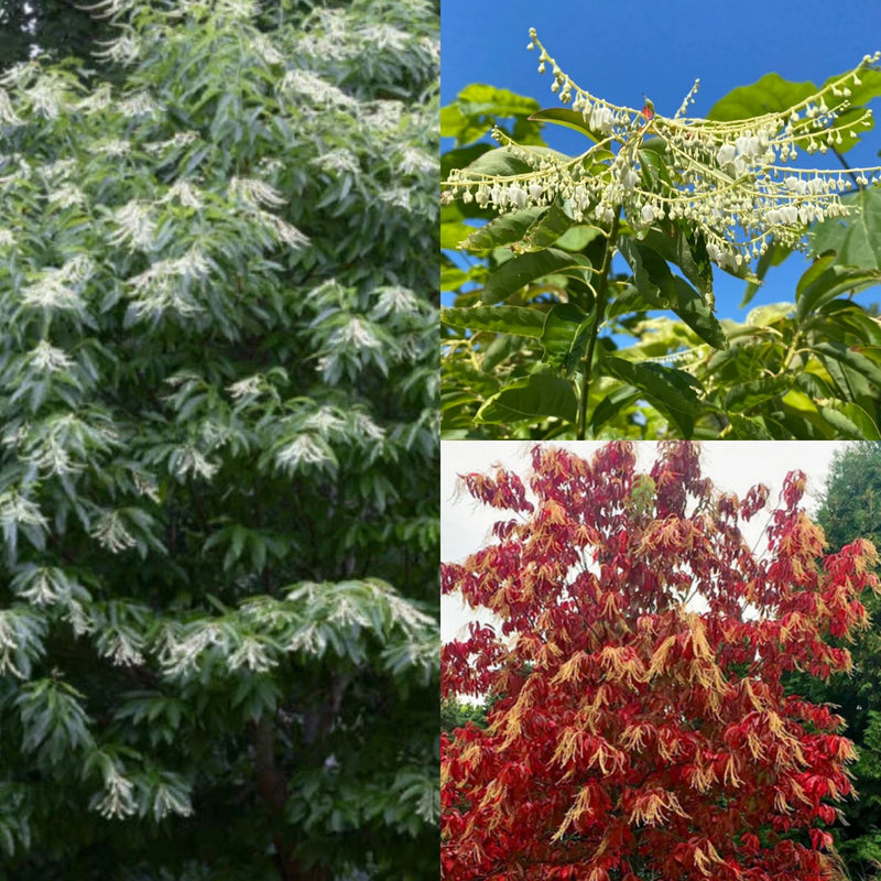 Oxydendrum arboreum 