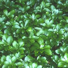 Pachysandra Green Carpet 