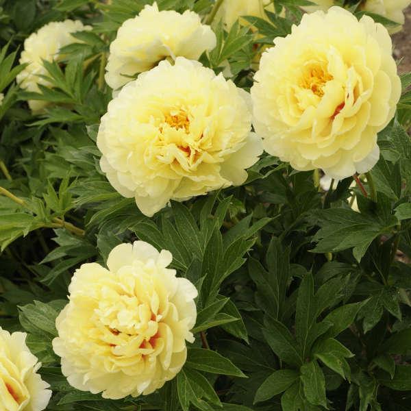Paeonia Bartzella (Itoh) 