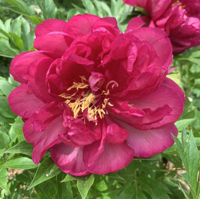 Paeonia ITOH Candy Apple 