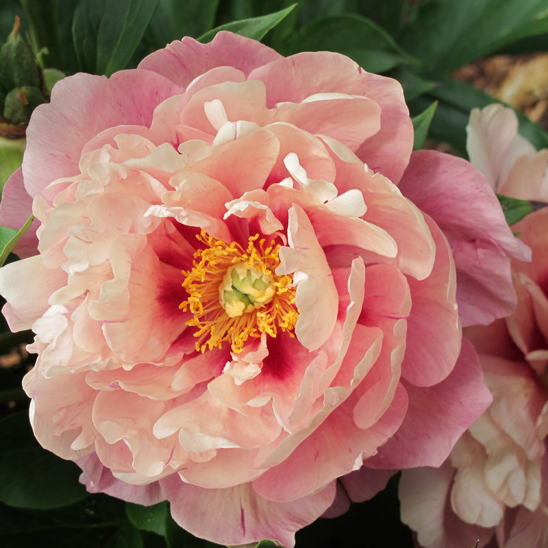 Paeonia ITOH Double Bubble Pink 