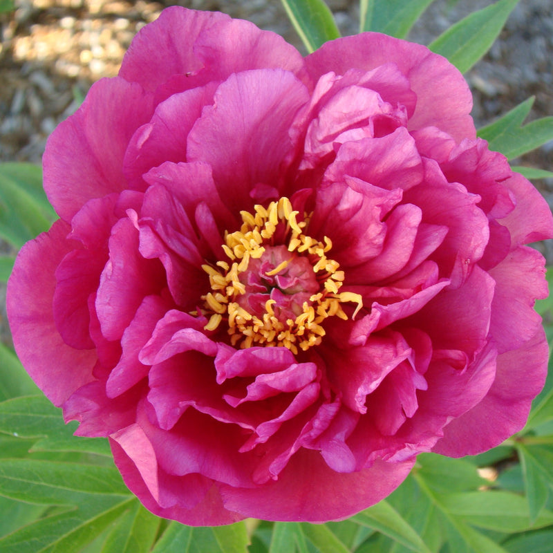 Paeonia ITOH Evie Jane 