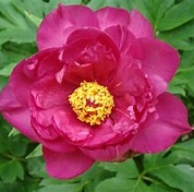Paeonia ITOH Hot Tamale 