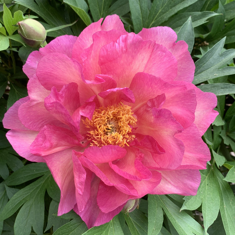 Paeonia ITOH Noa Jolie 