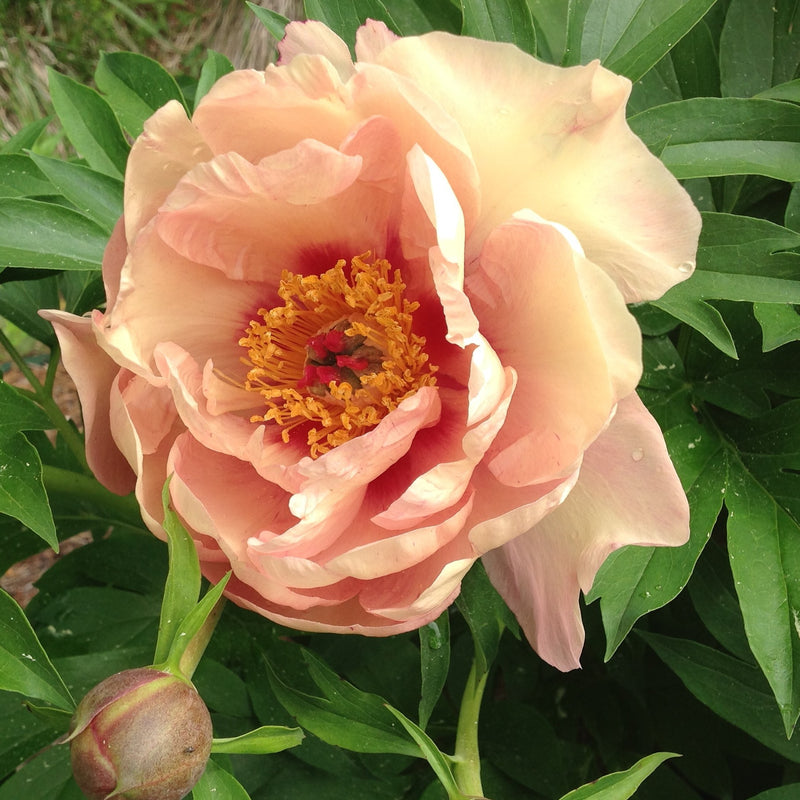 Paeonia ITOH Peach-a-licious 