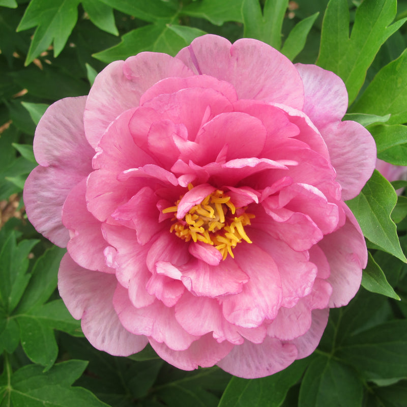 Paeonia ITOH Strawberry Swirl 