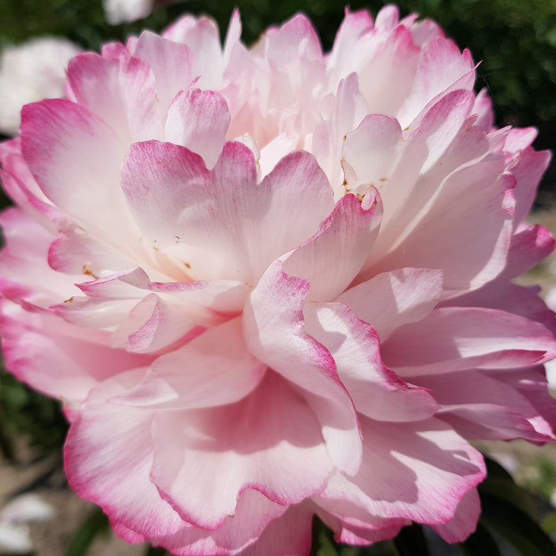 Paeonia Joker 