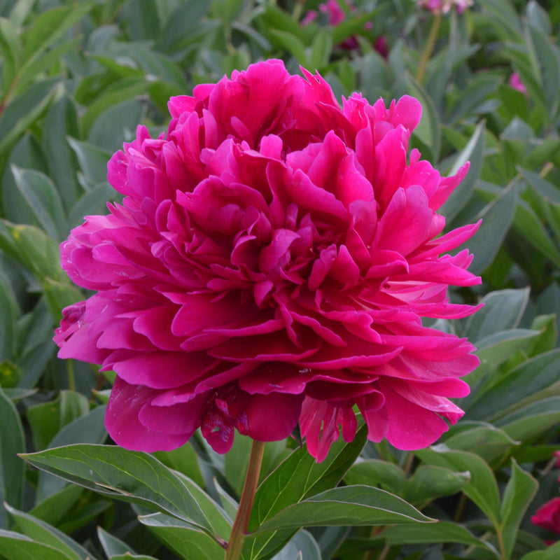 Paeonia Paul M. Wild 