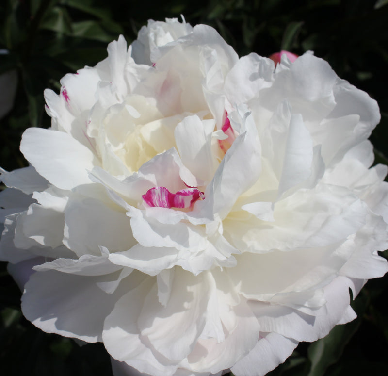 Paeonia Shirley Temple 