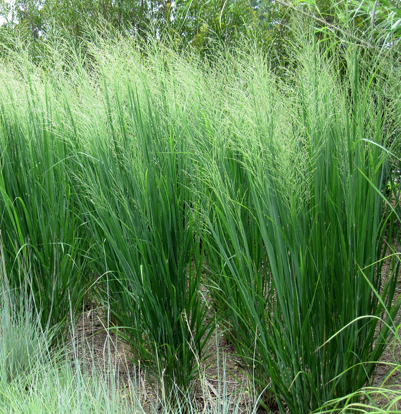 Panicum v Northwind 