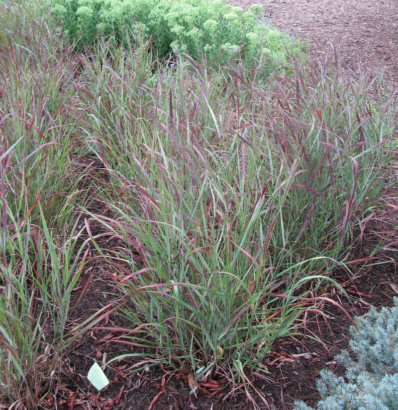 Panicum v Ruby Ribbons 