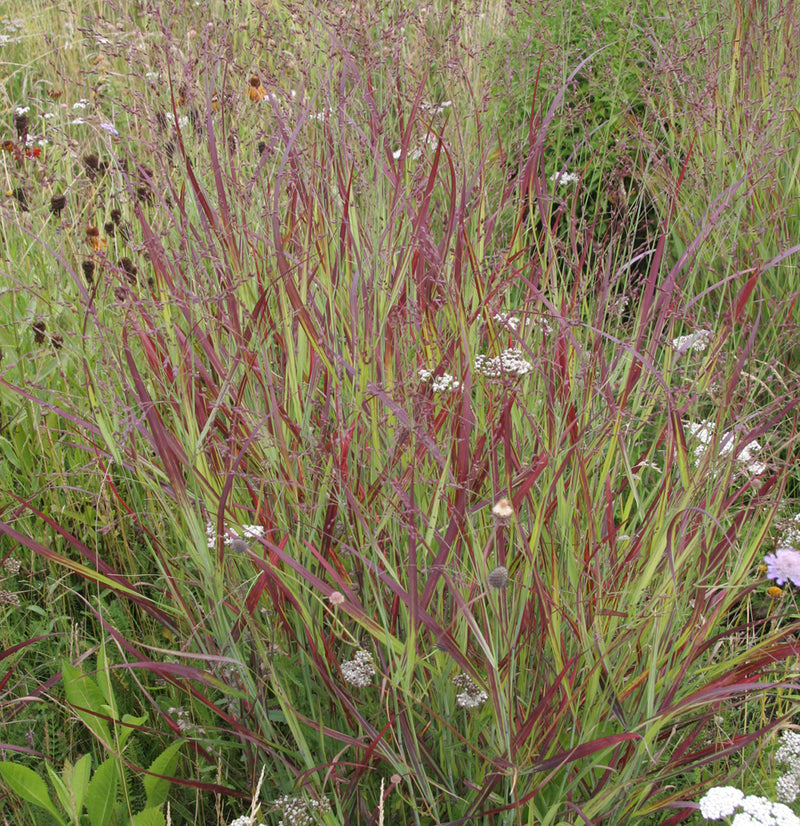 Panicum v Shenandoah 