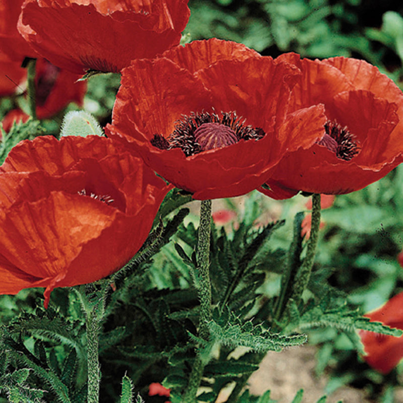 Papaver o Beauty of Livermere 