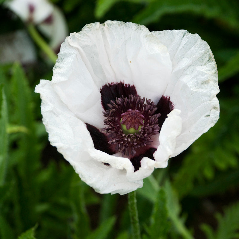 Papaver o Royal Wedding 1 qt
