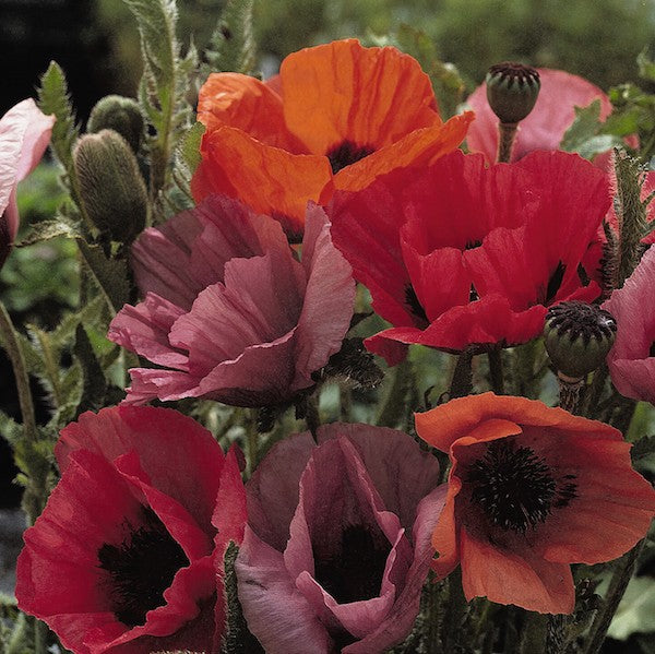 Papaver o Fruit Punch 1 qt