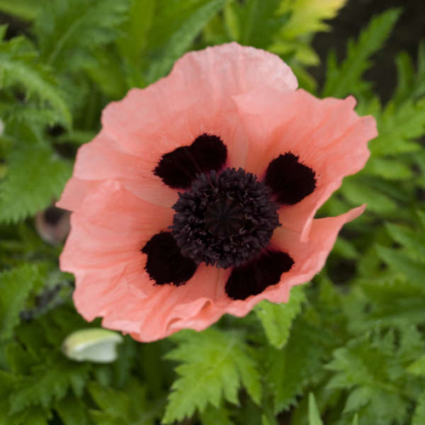Papaver o Queen Alexandra 