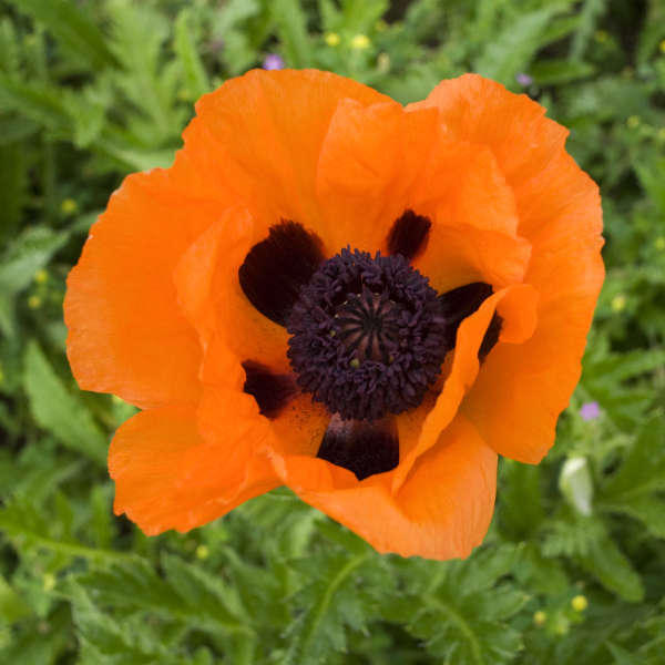 Papaver o Prince of Orange 1 qt