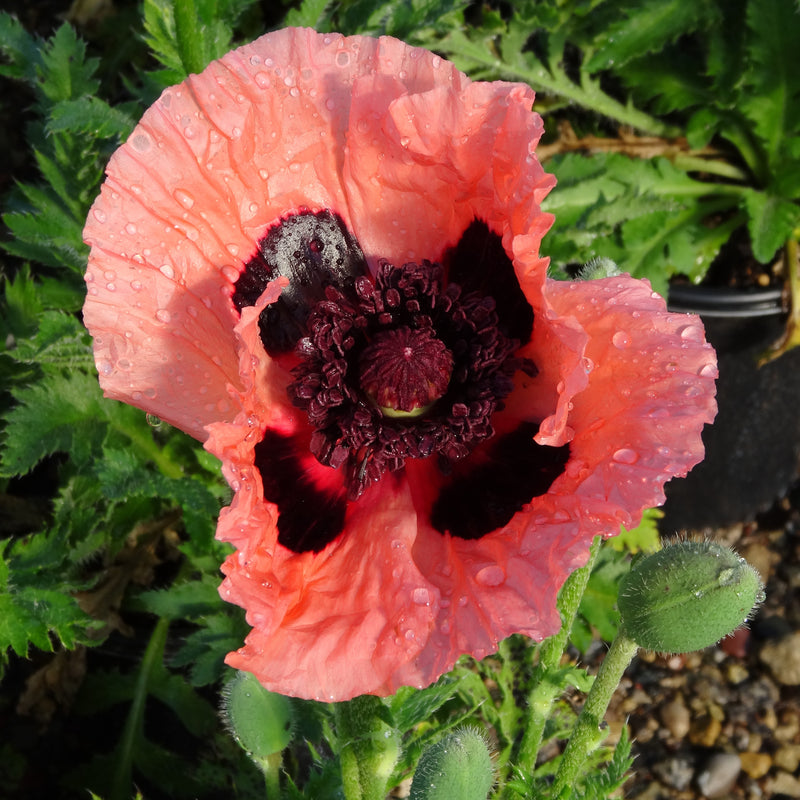 Papaver o Princess Victoria Louise 1 qt