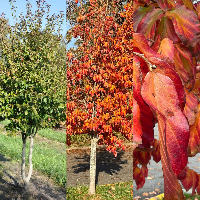 Parrotia persica clump 